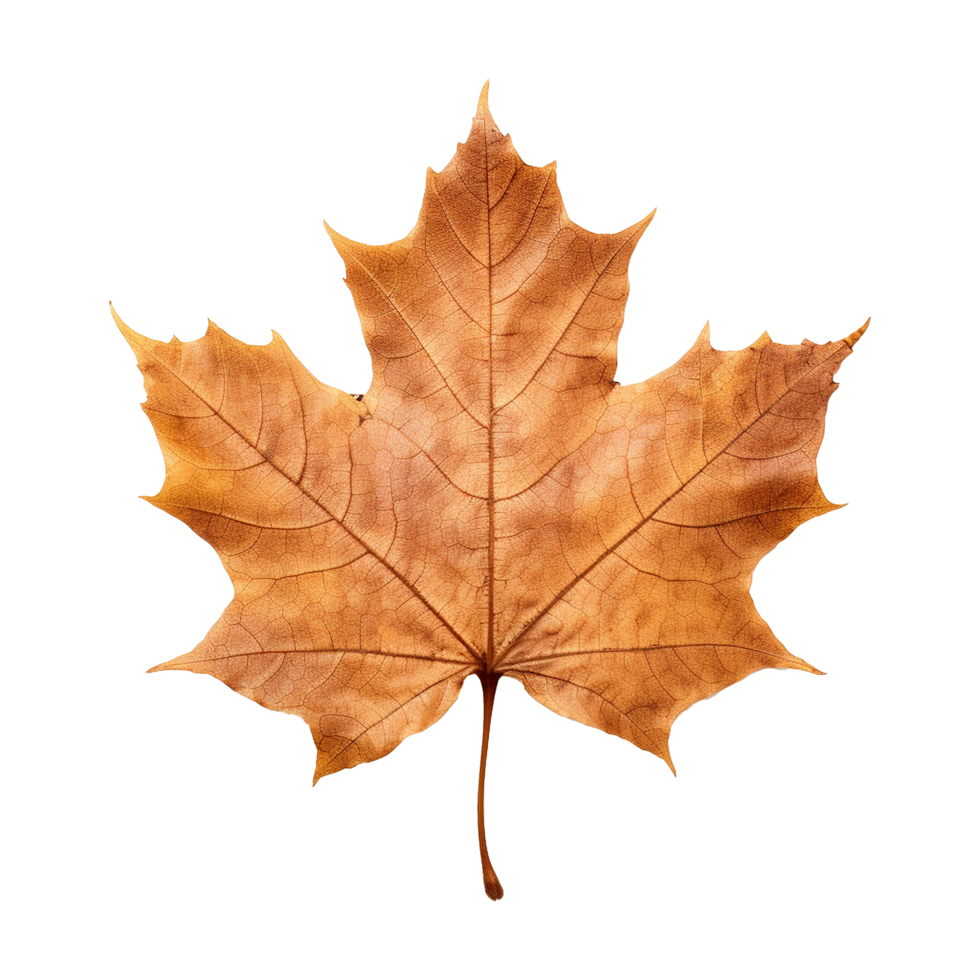 AI generated Maple leaf isolated on transparent background png
