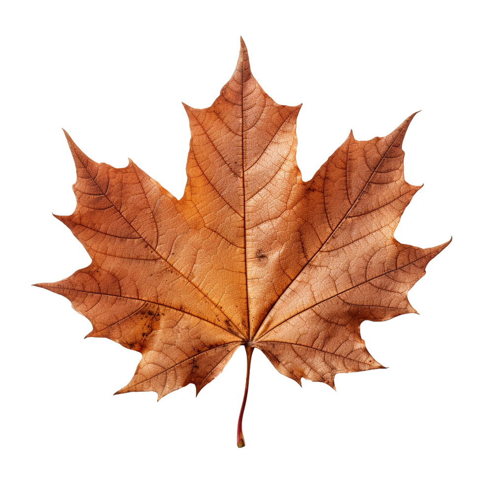 AI generated Maple leaf isolated on transparent background png