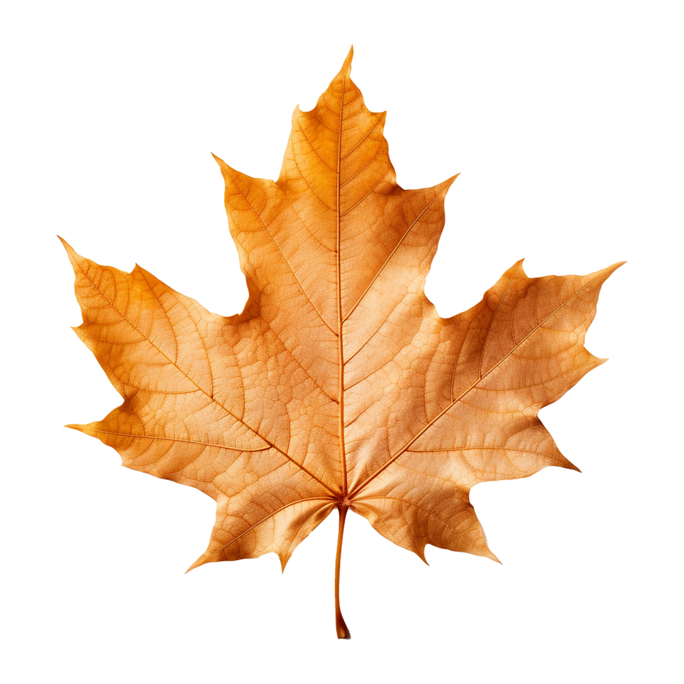 AI generated Maple leaf isolated on transparent background png