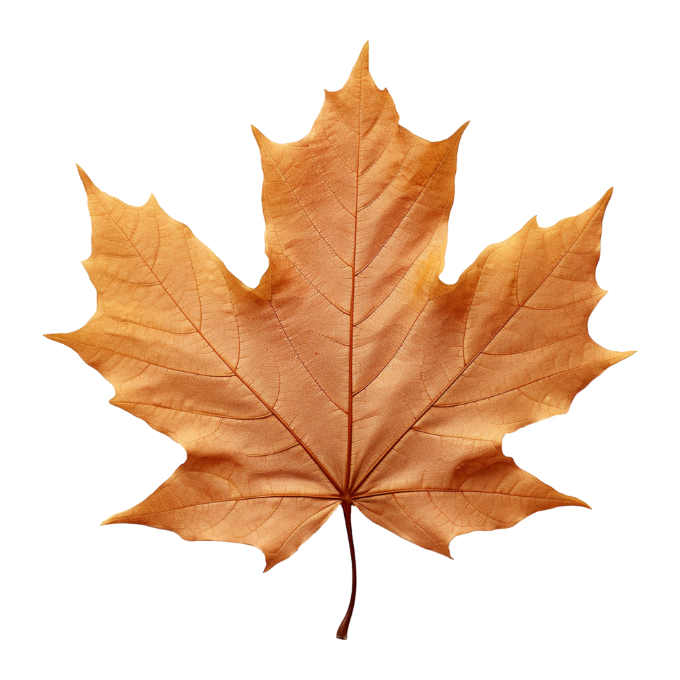 AI generated Maple leaf isolated on transparent background png