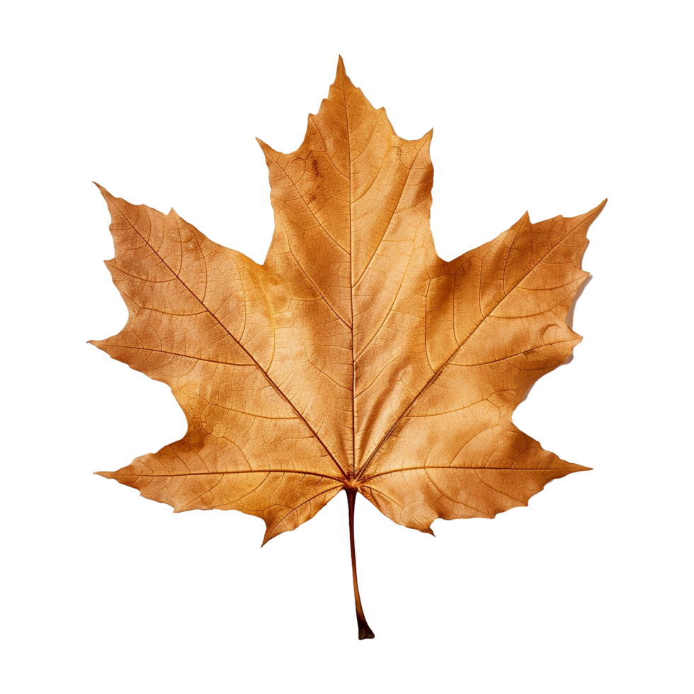 AI generated Maple leaf isolated on transparent background png