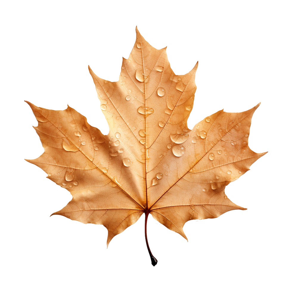 AI generated Maple leaf isolated on transparent background png