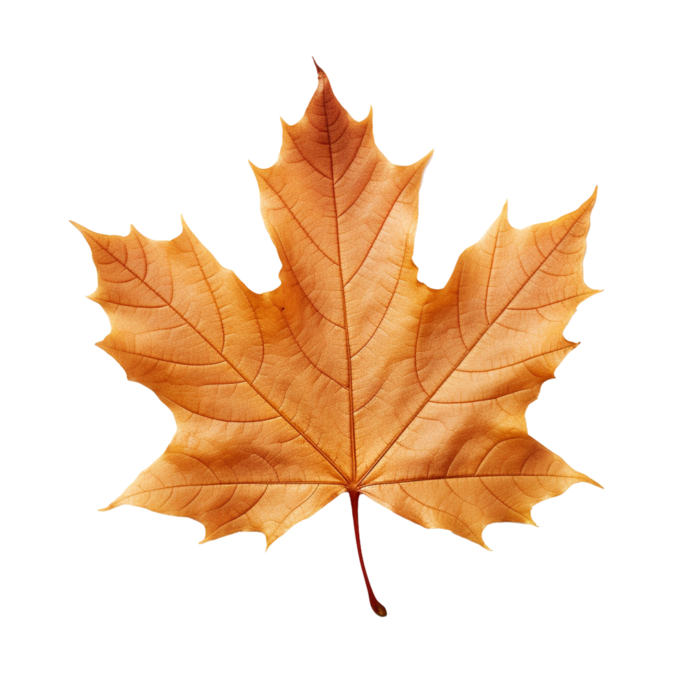 AI generated Maple leaf isolated on transparent background png