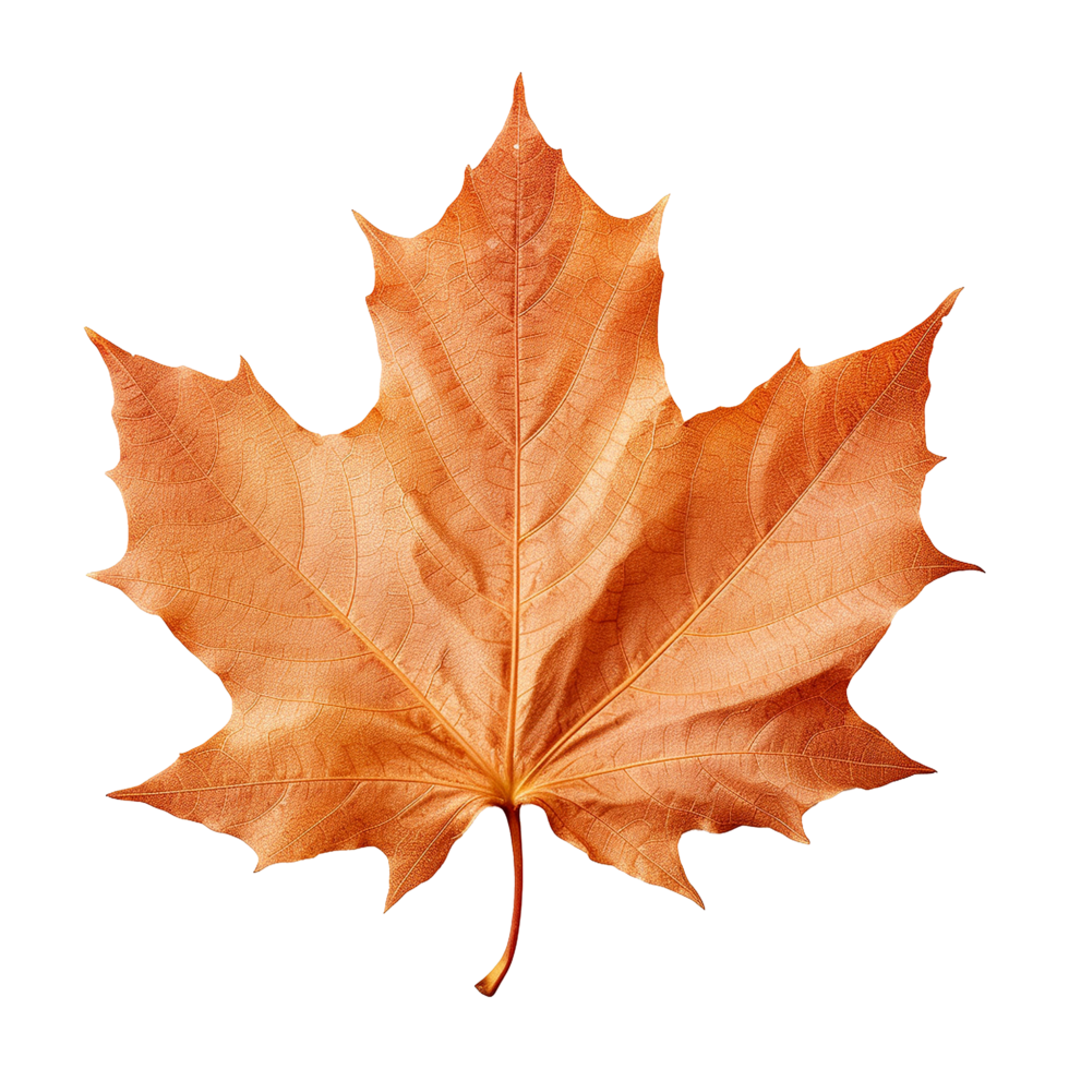 AI generated Maple leaf isolated on transparent background png
