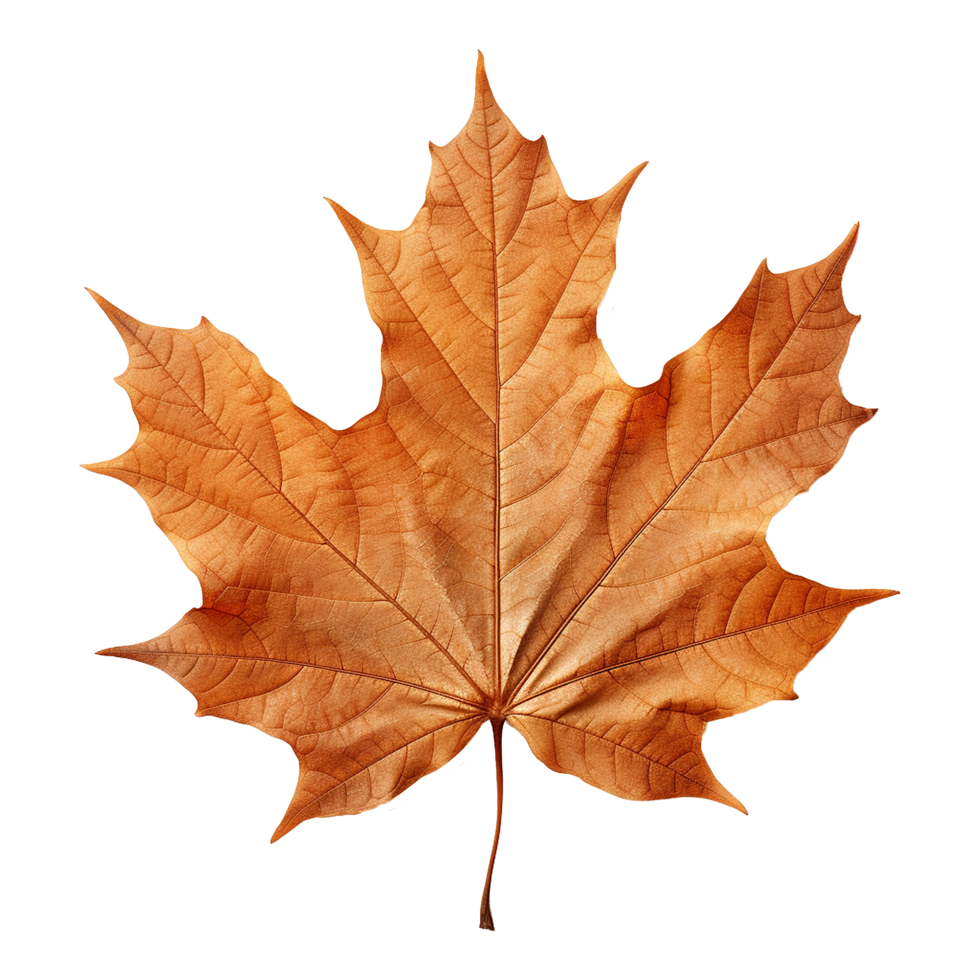 AI generated Maple leaf isolated on transparent background png