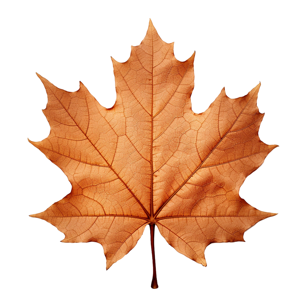 AI generated Maple leaf isolated on transparent background png