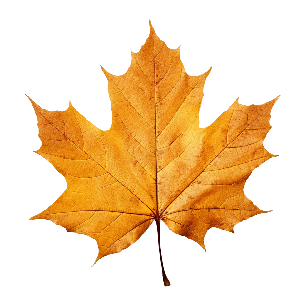 AI generated Maple leaf isolated on transparent background png