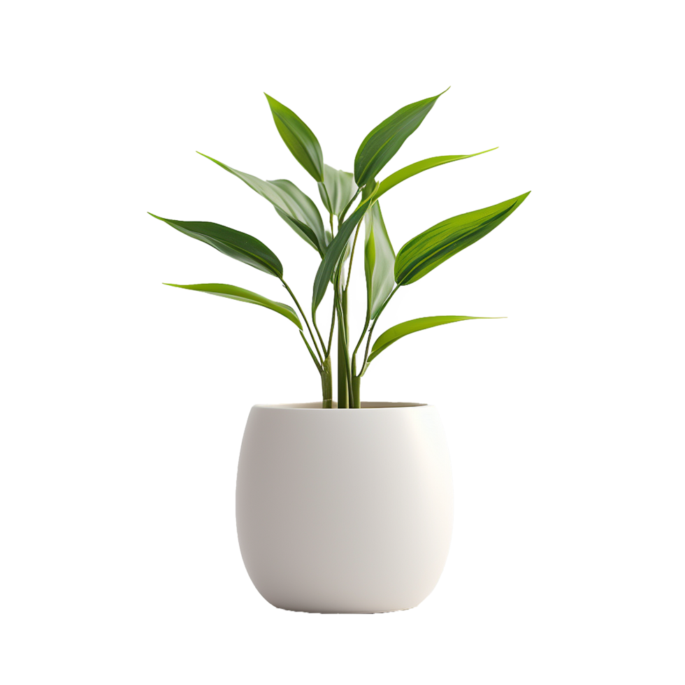 ai généré une vase plante png isolé sur transparent Contexte