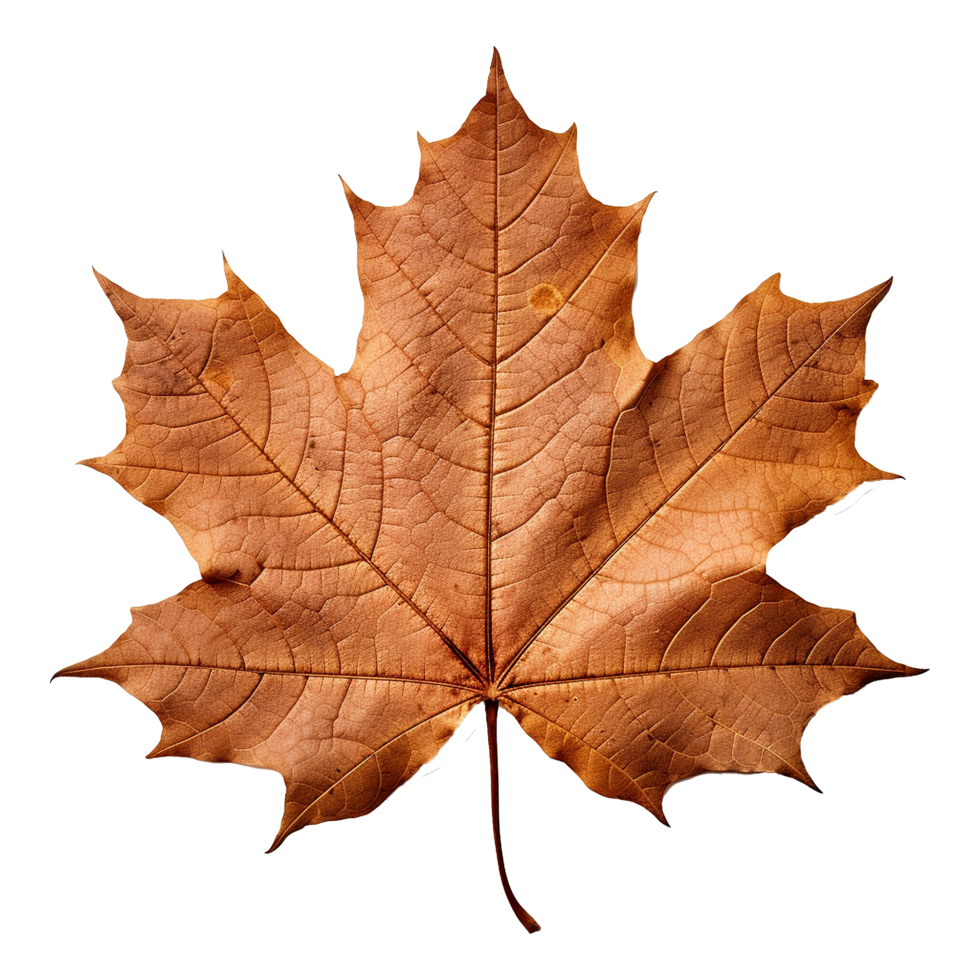 AI generated Maple leaf isolated on transparent background png