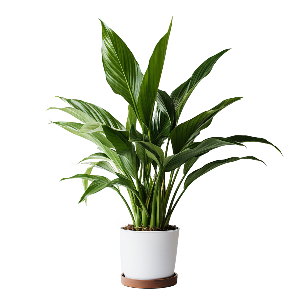 AI generated A indoor plant png isolated on transparent background