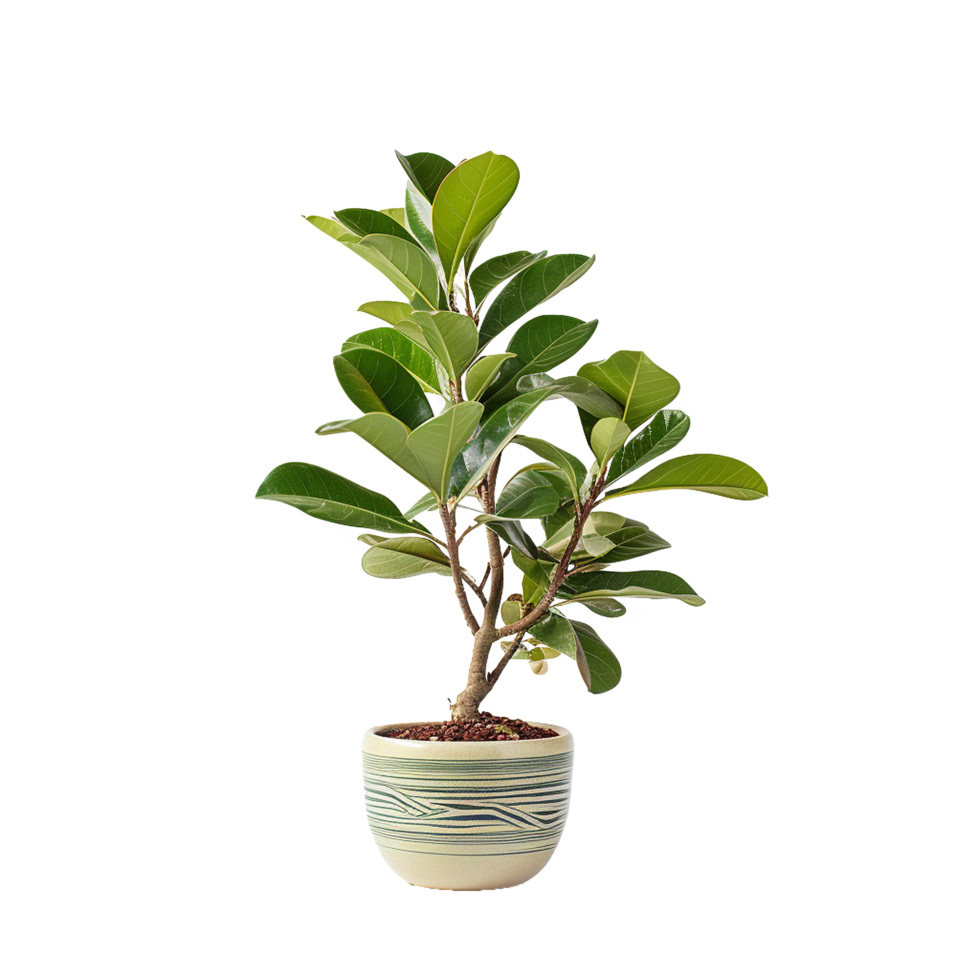 AI generated A indoor plant png isolated on transparent background