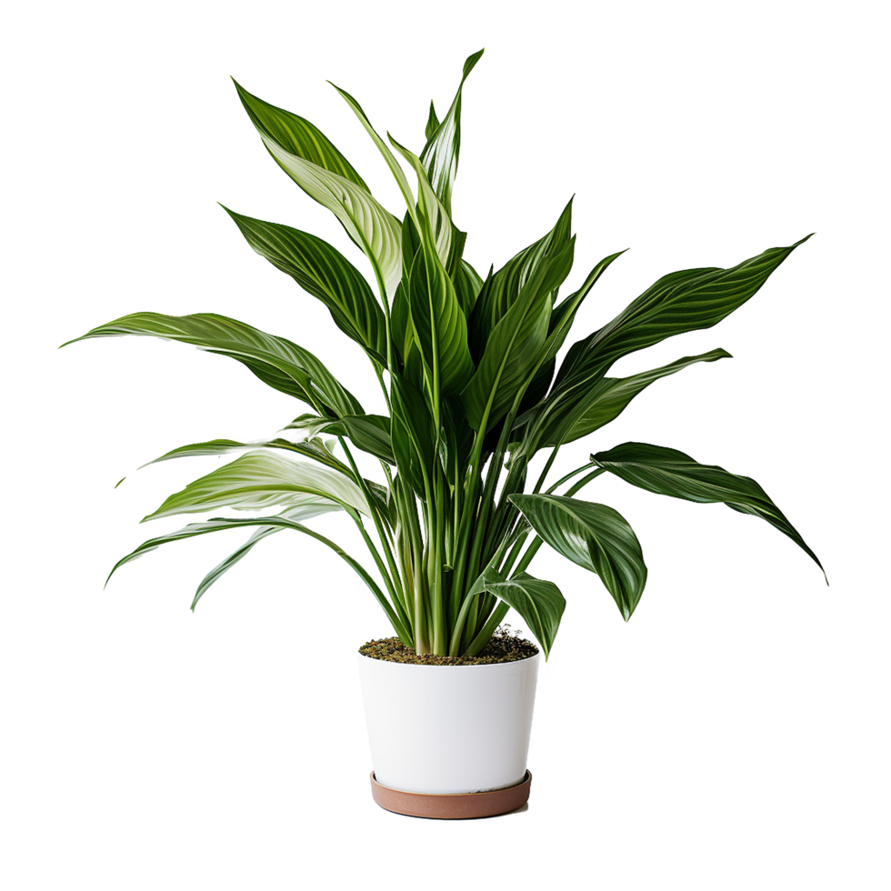 AI generated A indoor plant png isolated on transparent background