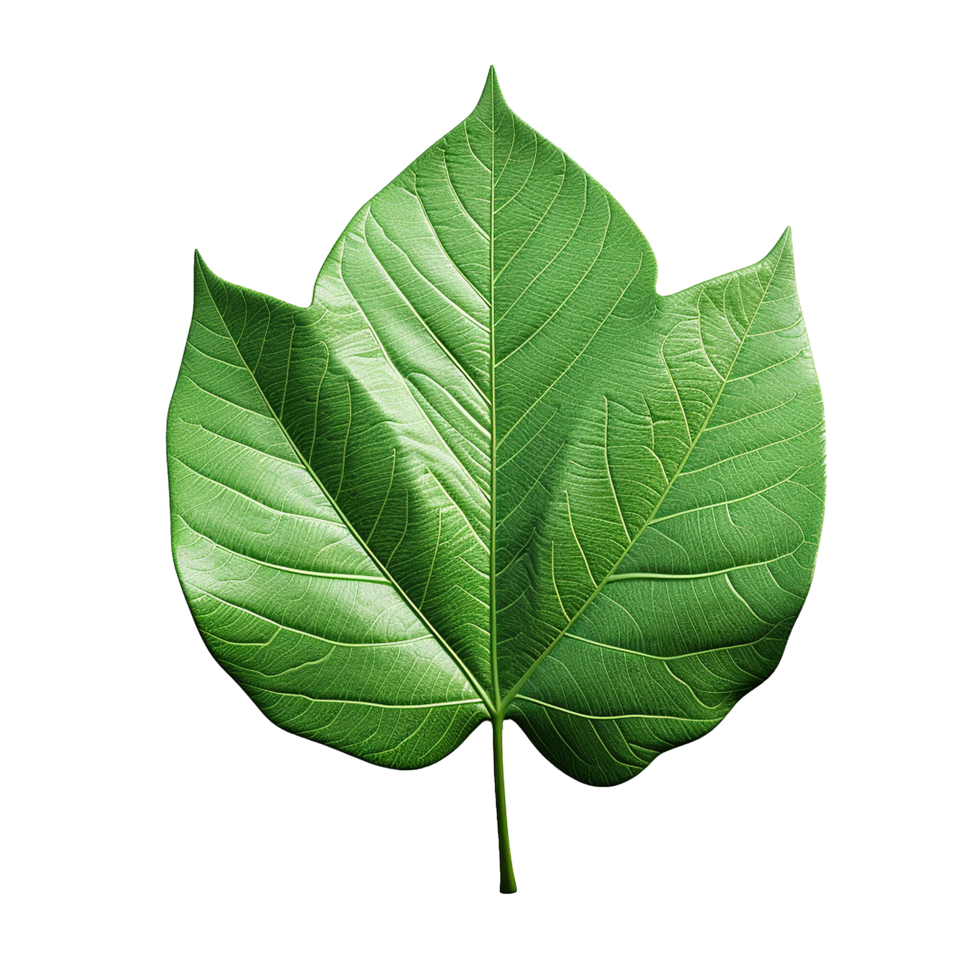 AI generated 3d render of a leaf png isolated on transparent background