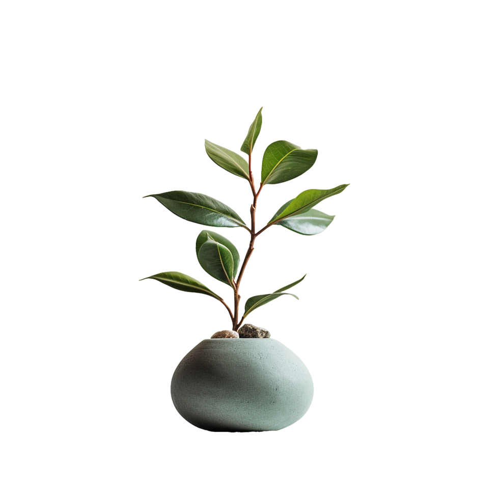 AI generated A vase plant png isolated on transparent background