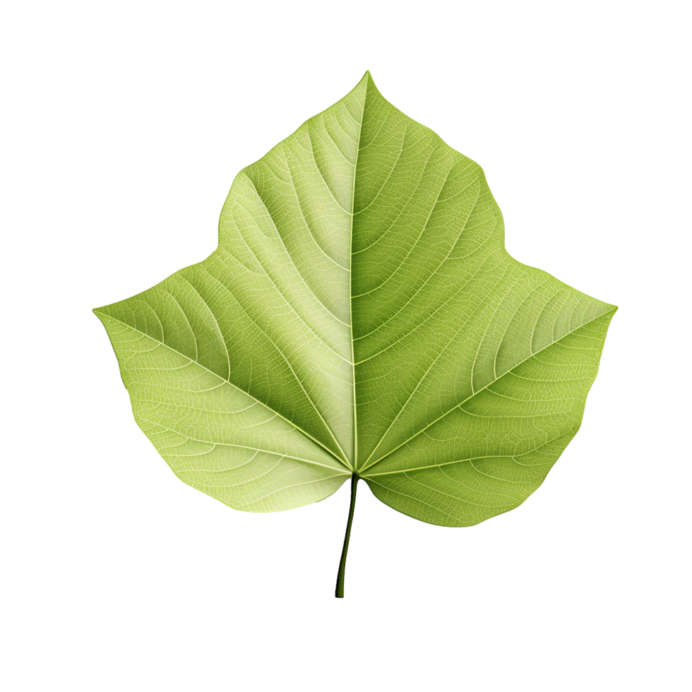 AI generated 3d render of a leaf png isolated on transparent background