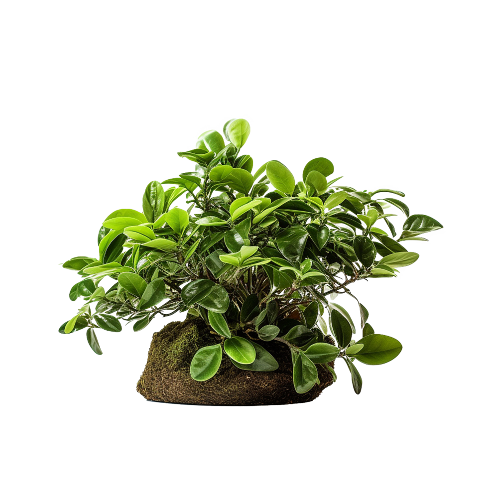 AI generated A indoor plant png isolated on transparent background