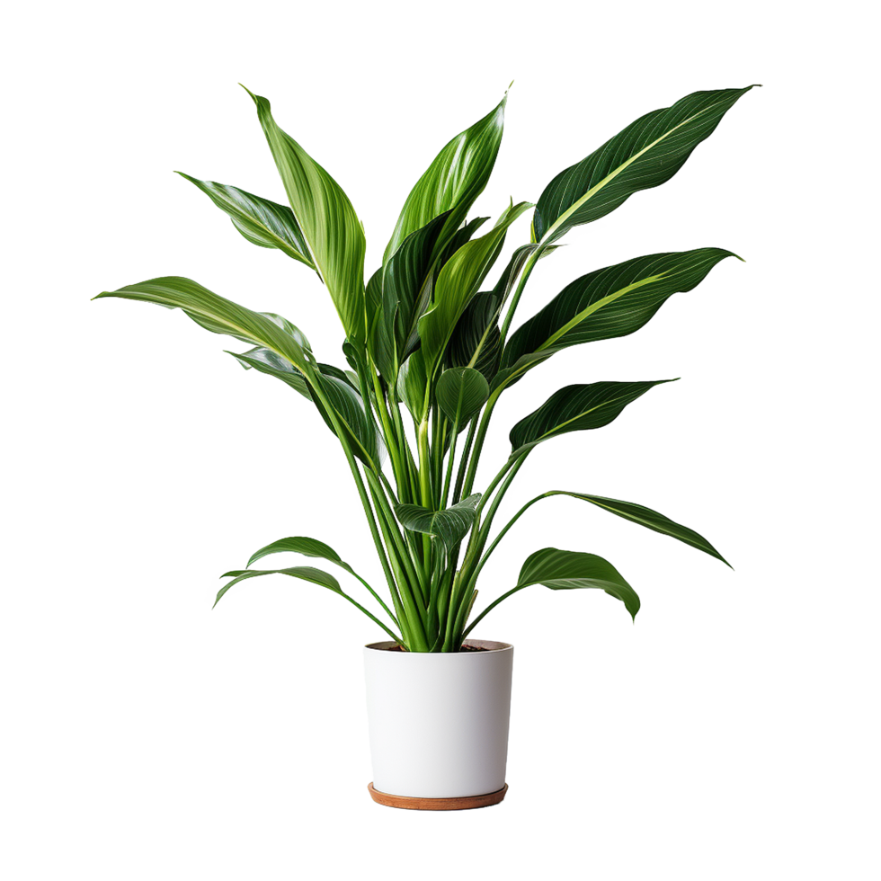 AI generated A indoor plant png isolated on transparent background