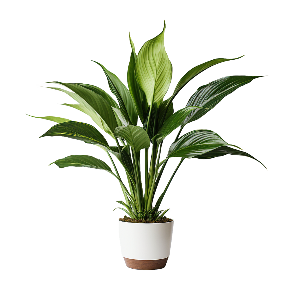 AI generated A indoor plant png isolated on transparent background