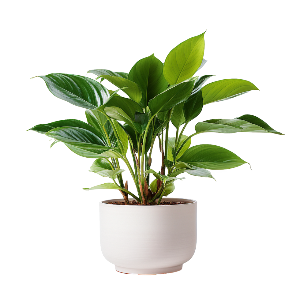 AI generated A indoor plant png isolated on transparent background