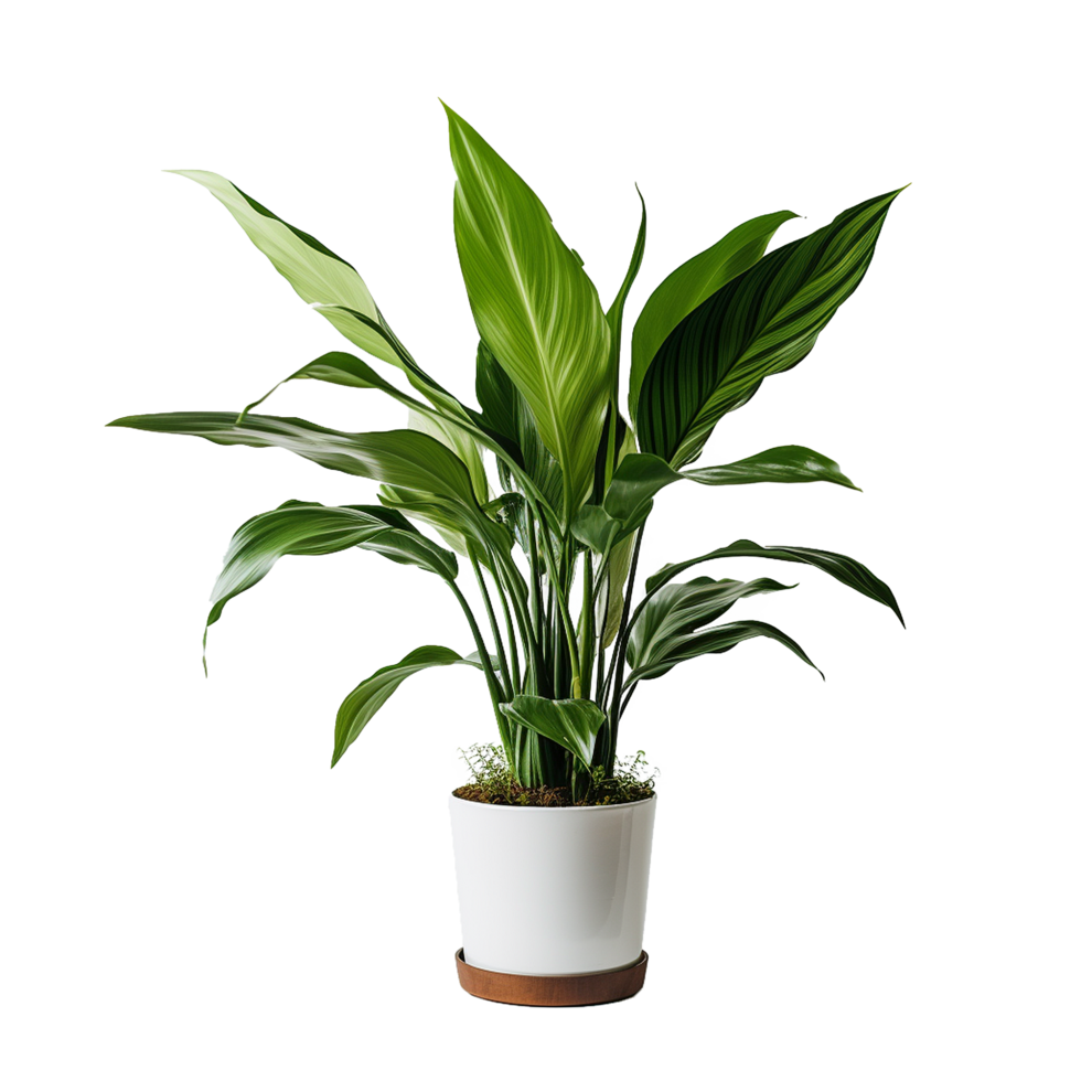 AI generated A indoor plant png isolated on transparent background