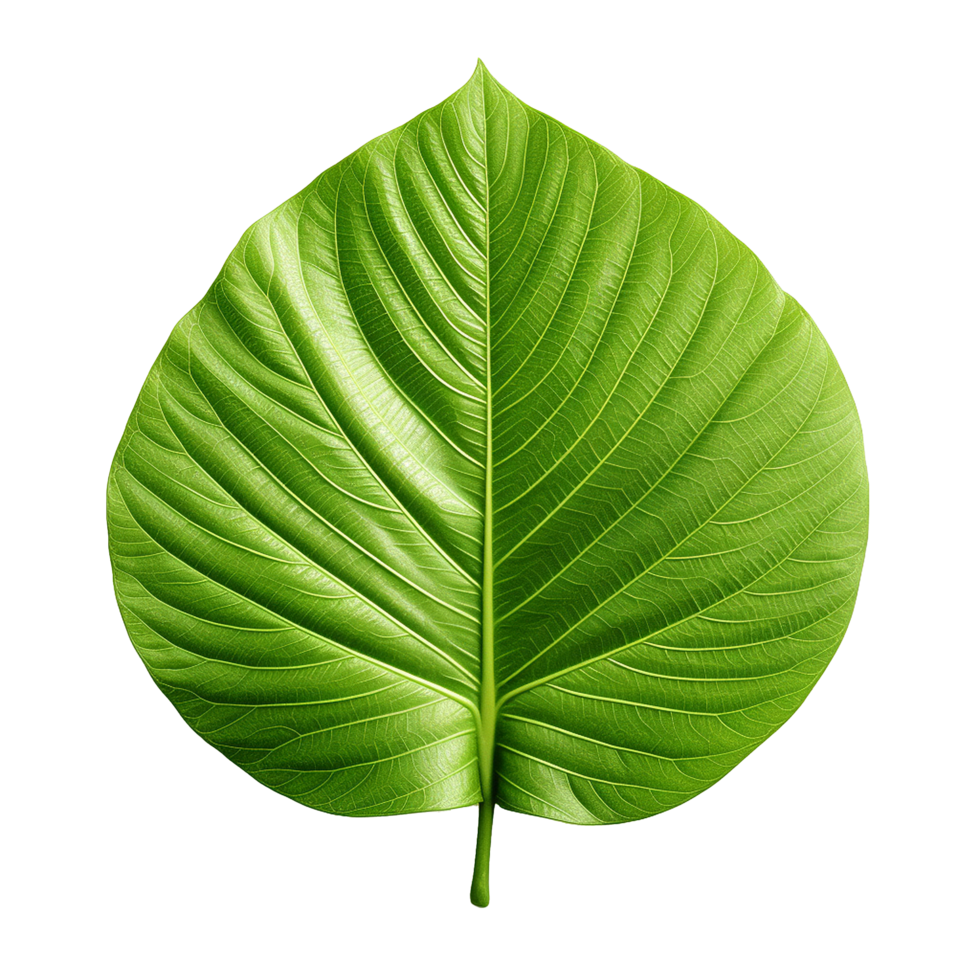 AI generated 3d render of a leaf png isolated on transparent background