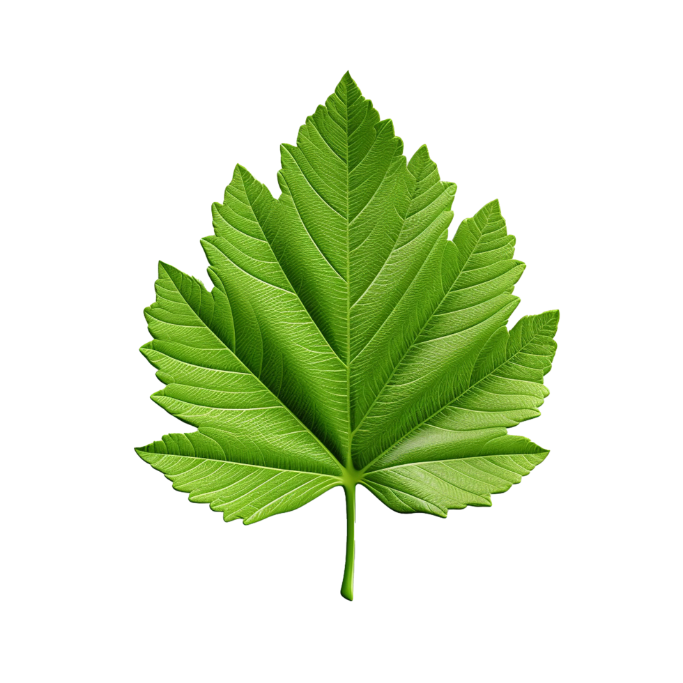 AI generated 3d render of a leaf png isolated on transparent background