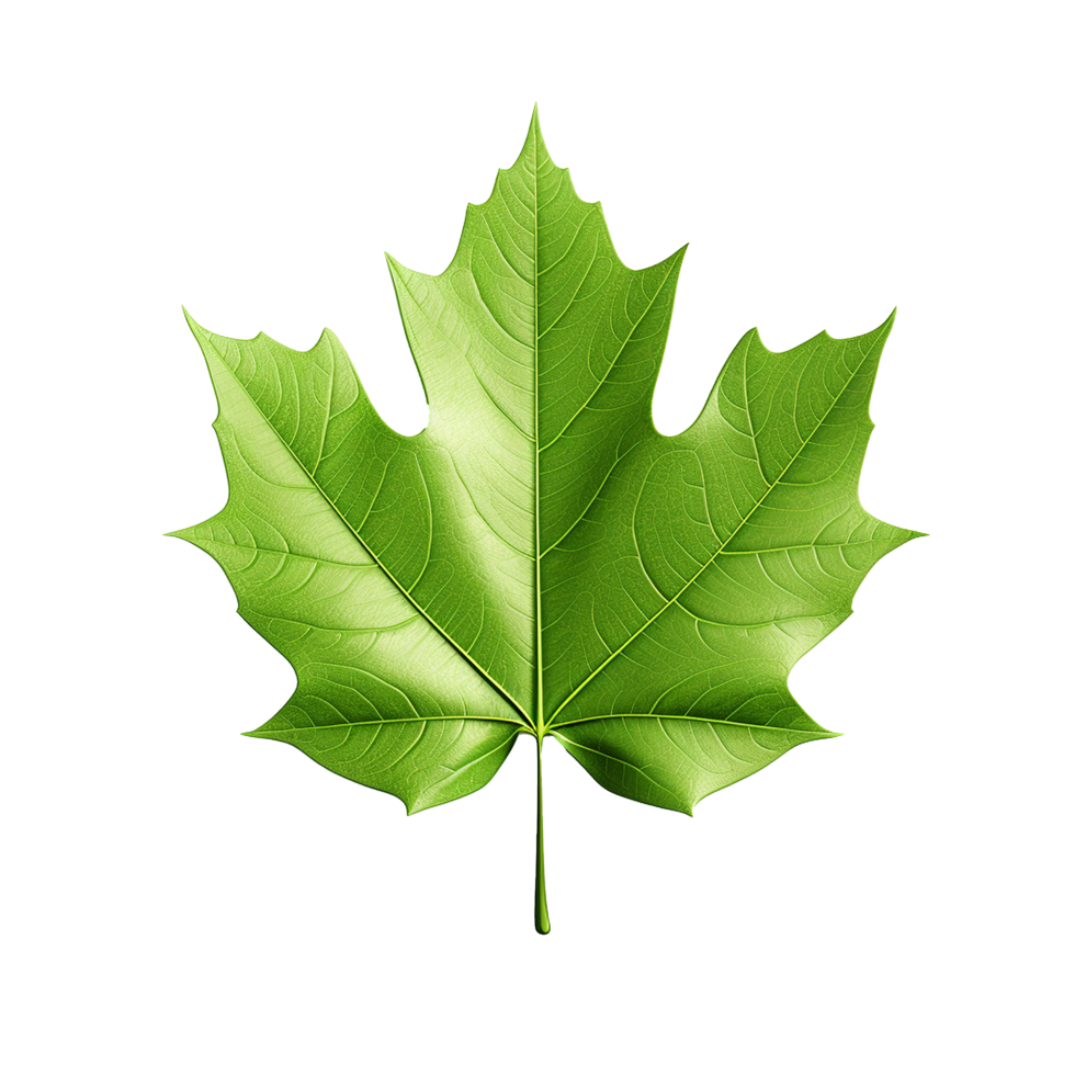 AI generated 3d render of a leaf png isolated on transparent background