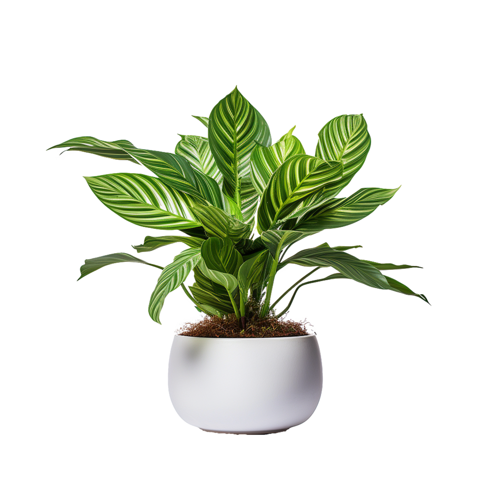 AI generated A indoor plant png isolated on transparent background