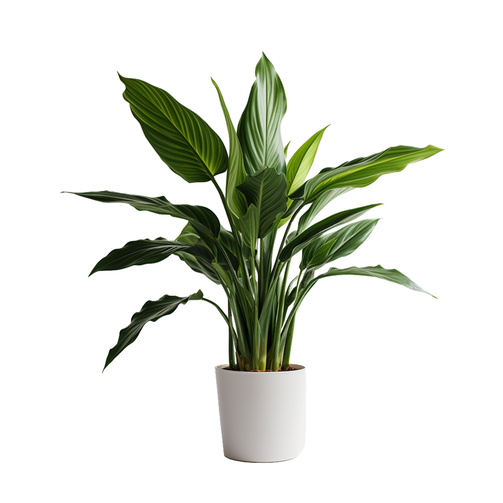 AI generated A indoor plant png isolated on transparent background