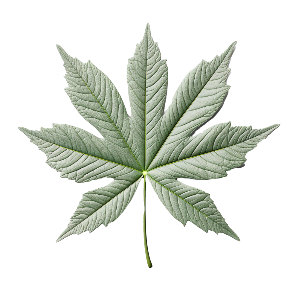 AI generated 3d render of a leaf png isolated on transparent background
