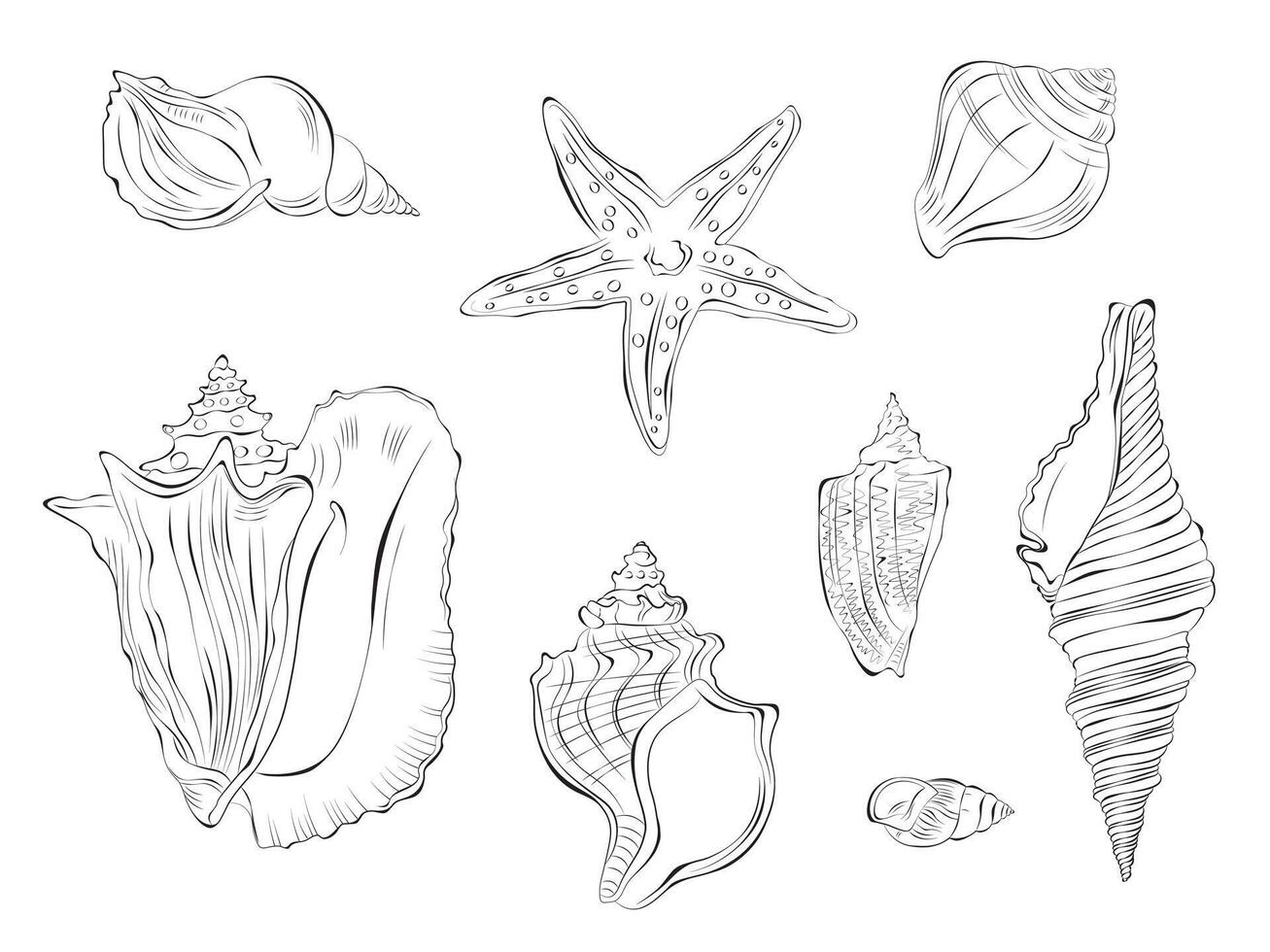 Seashell outline doodle vector hand drawn illustration. Isolated on white background.