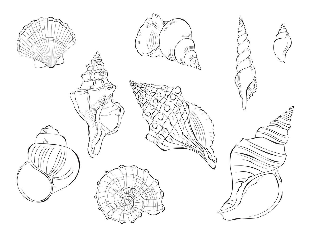 Seashell outline doodle vector hand drawn illustration. Isolated on white background.