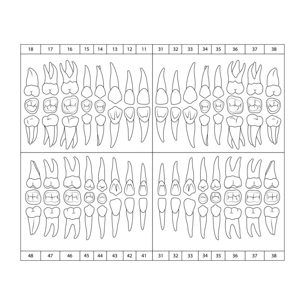 The chart of human teeth, doodle vector illustration