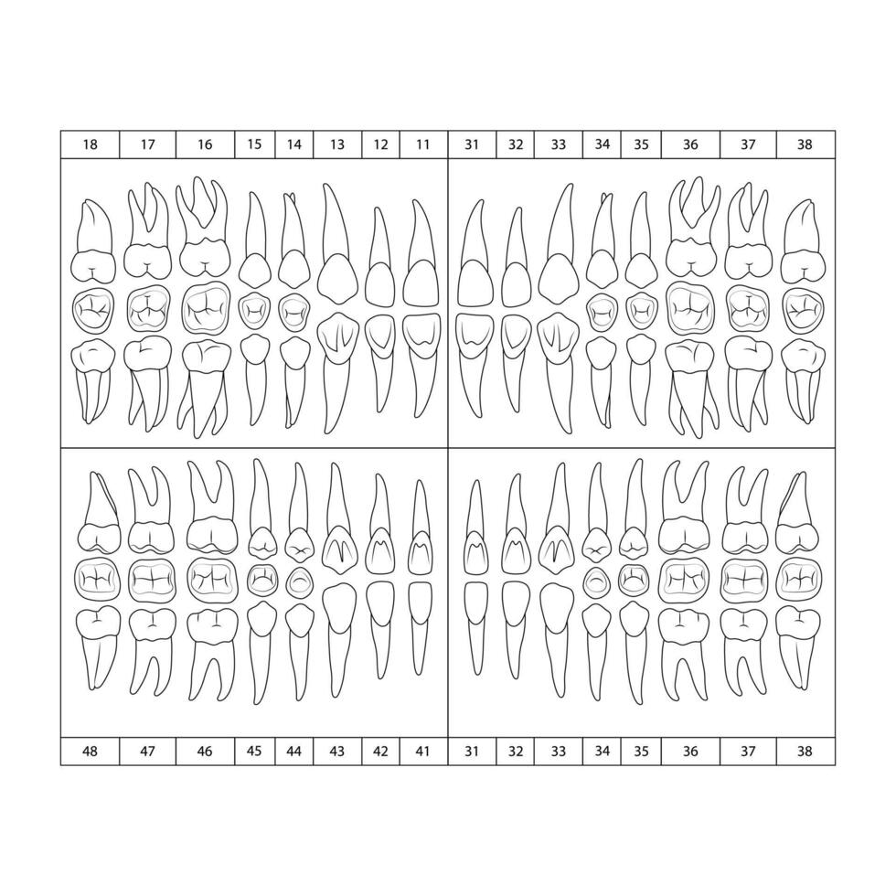 The chart of human teeth, doodle vector illustration