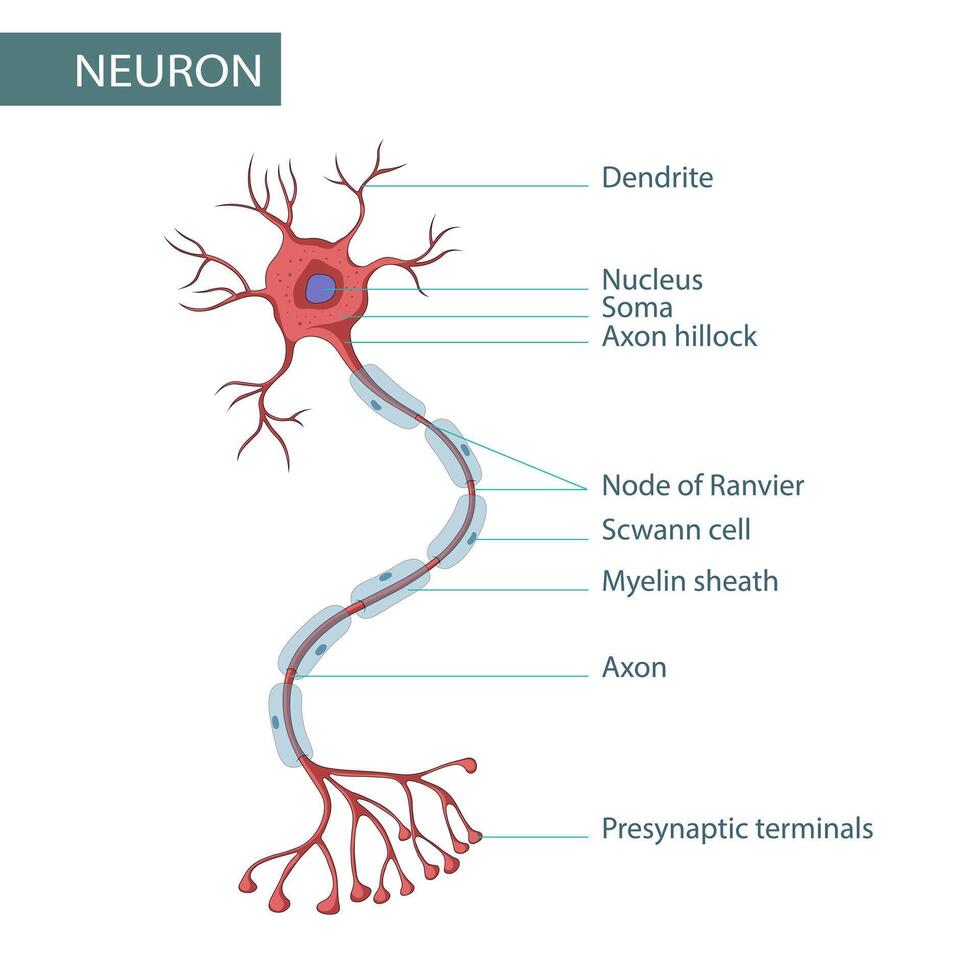 diagrama de neurona anatomía vector ilustración