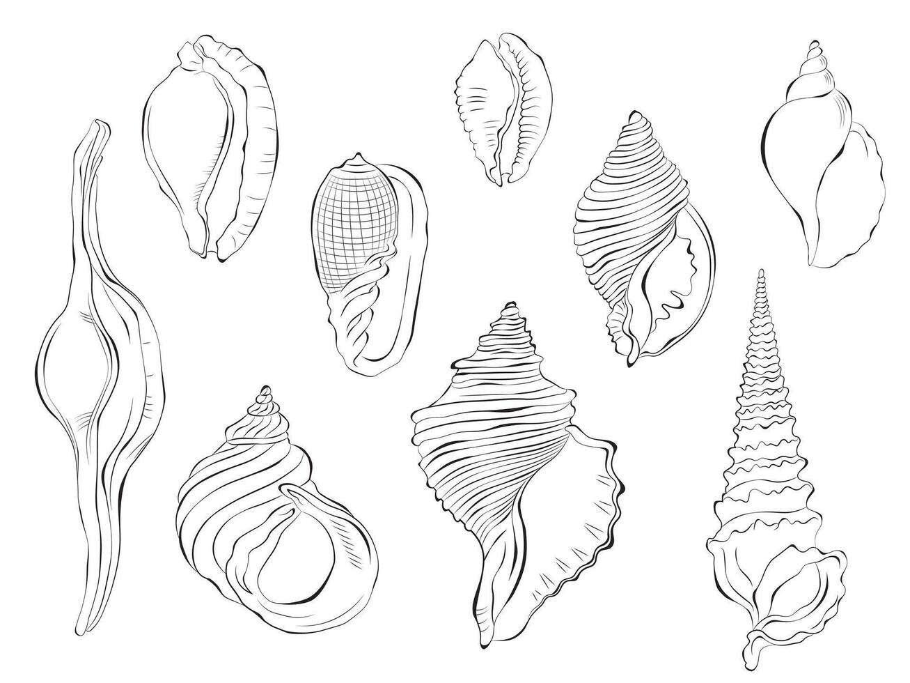 Seashell outline doodle vector hand drawn illustration. Isolated on white background.