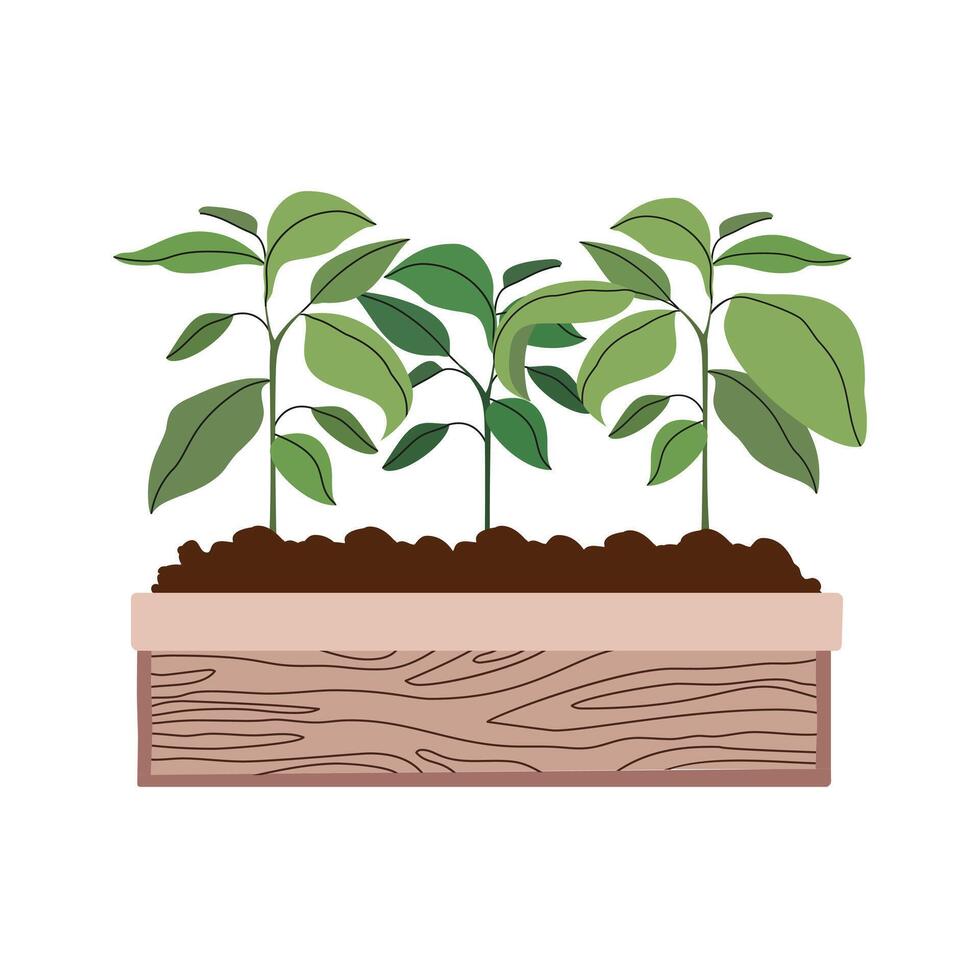 Vegetable seedlings growing at soil in wooden box. Planting and gardening. Agriculture and farming. Caring for nature and ecology. Sustainable natural resources. Vector flat illustration.