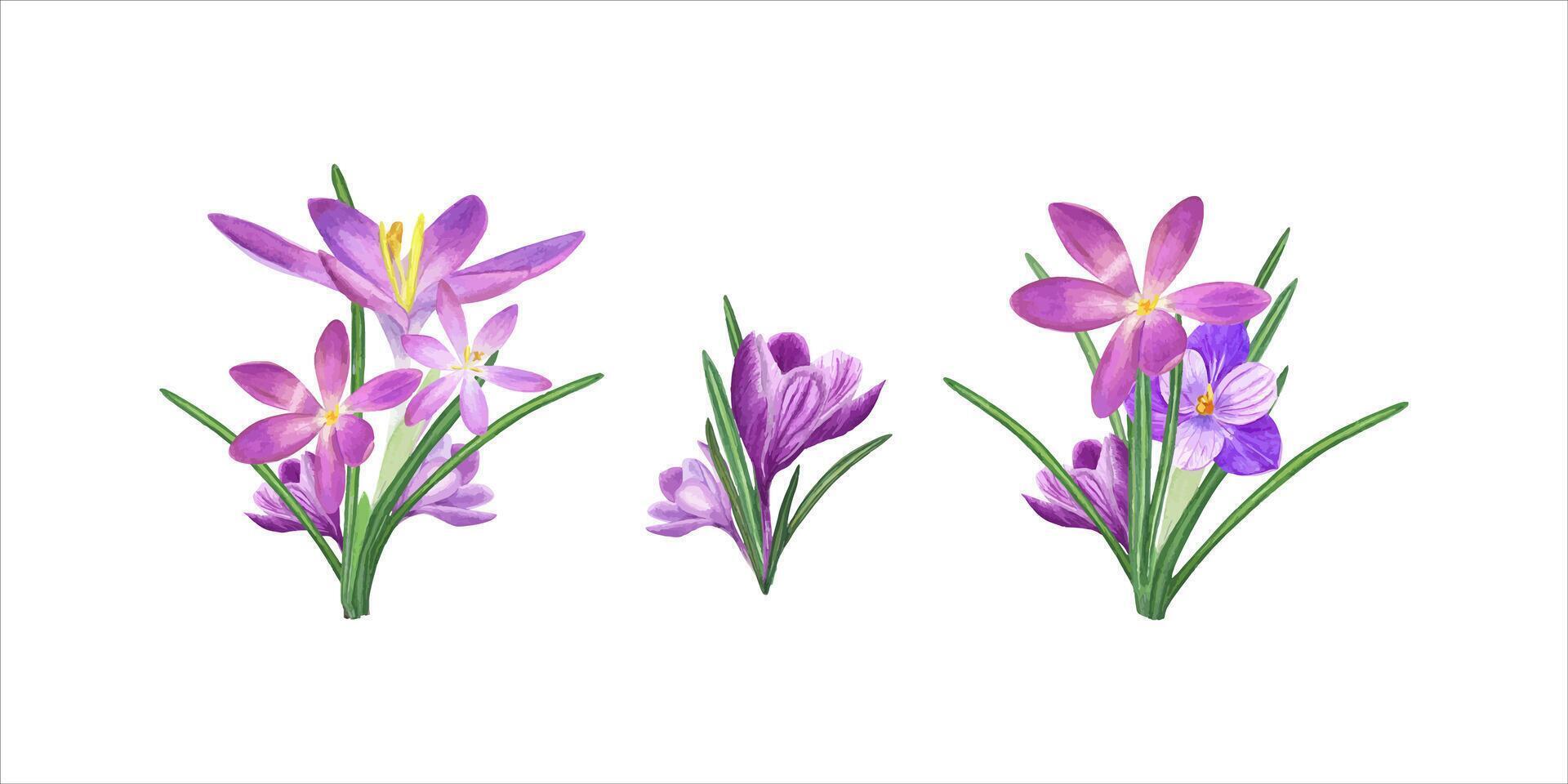 Watercolor set of bouquets of crocuses. Spring illustration. vector