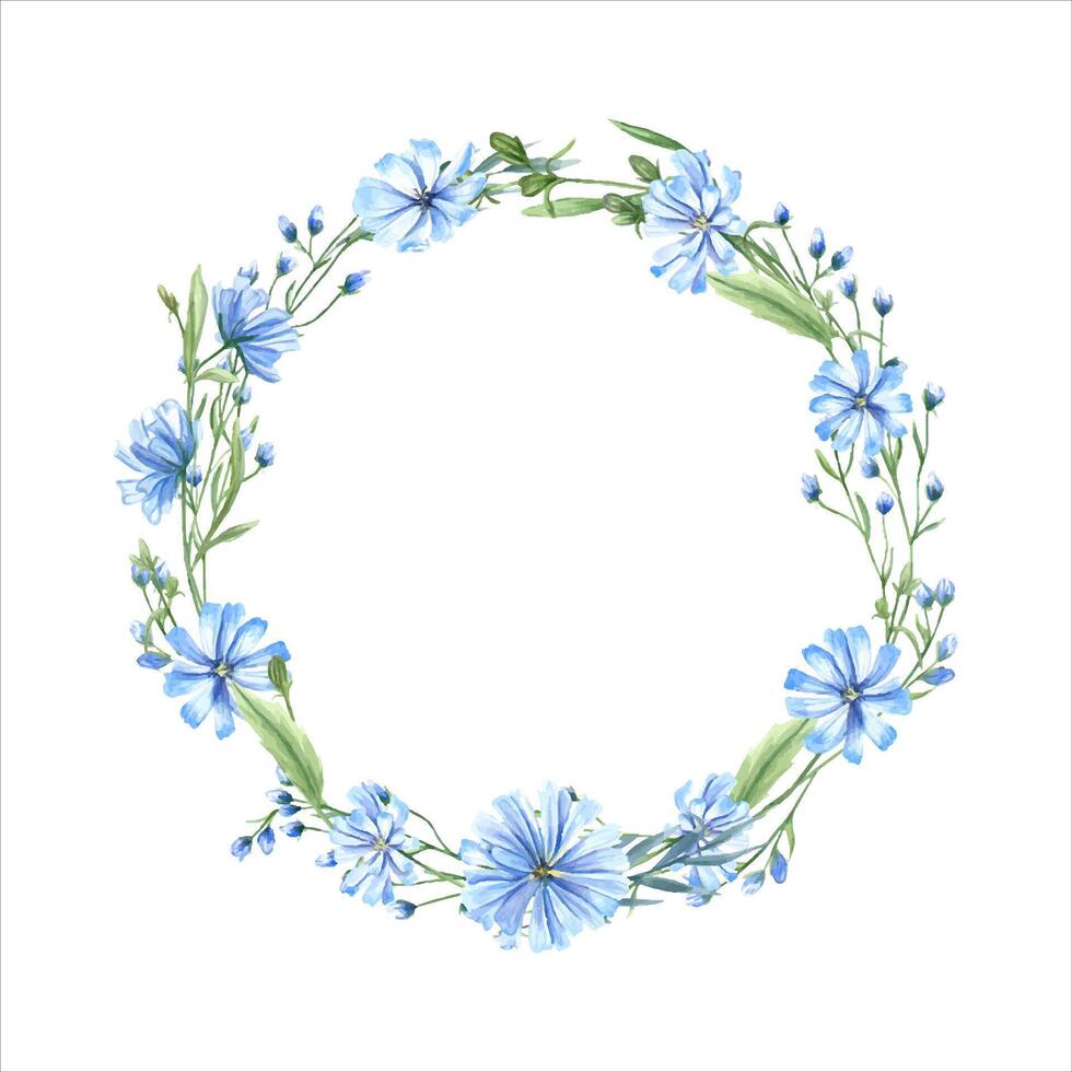 Blue chicory wreath. Wild meadow flowers. Flower heads, leaves and Cichorium with space for text. Delicate intybus branch. Floral watercolor illustration for medical design, package vector