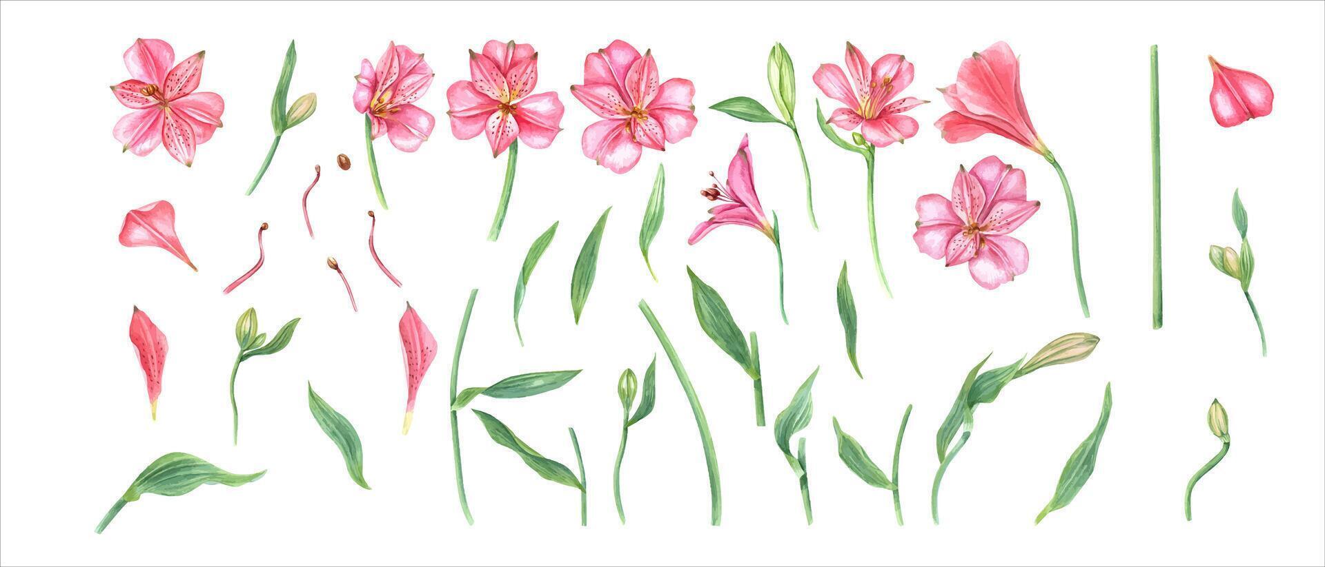 Pink alstroemeria flowers. Floral set with flower head, bud, leaf. Botanical illustration. Watercolor painting. Alstromeria template. For design, invitations. vector