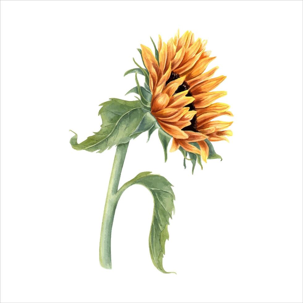 Single sunflower on stem. Field wild yellow flower. Flower head, leaf. Rustic style. Watercolor illustration. Side view. For cards, invitations, decoration. vector