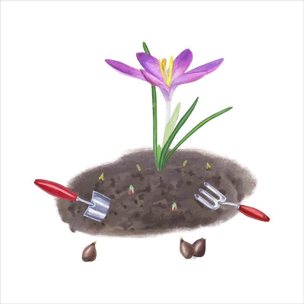 Planting flowers in the ground and caring for them. Crocuses, bulbs, soil, hand trowel, small fork. Watercolor illustration vector