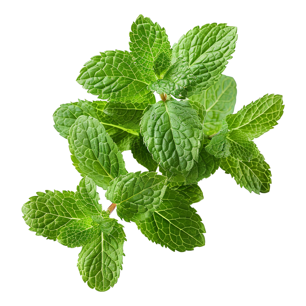 AI generated Top viwe peppermint isolate on transparent background png