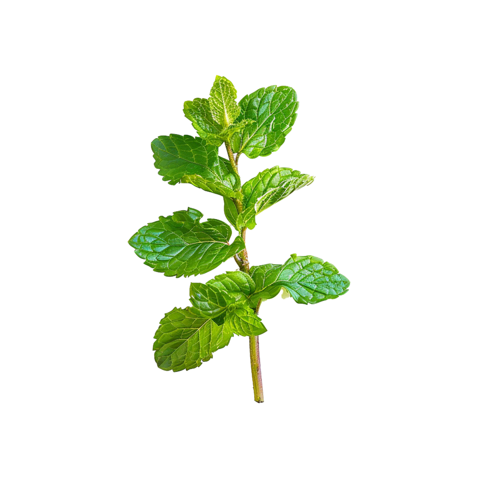 AI generated Top viwe peppermint isolate on transparent background png