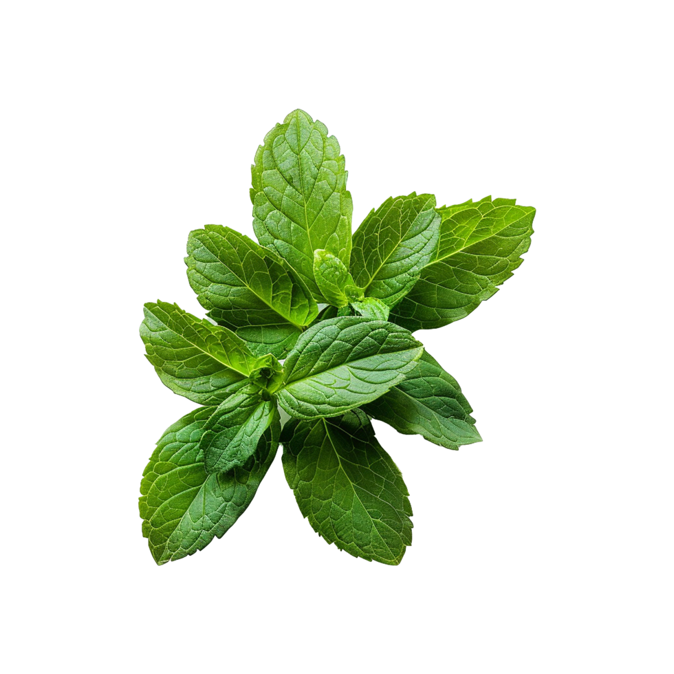 AI generated Top viwe peppermint isolate on transparent background png