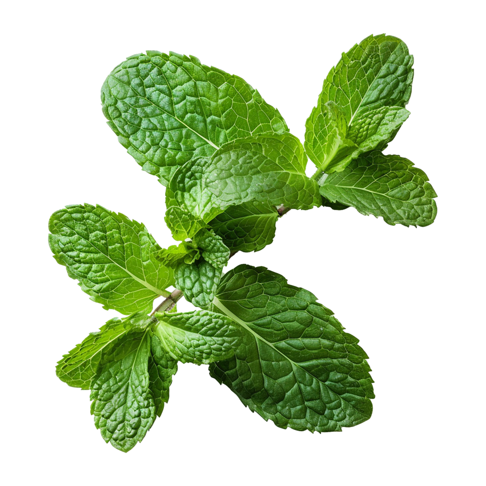 AI generated Top viwe peppermint isolate on transparent background png