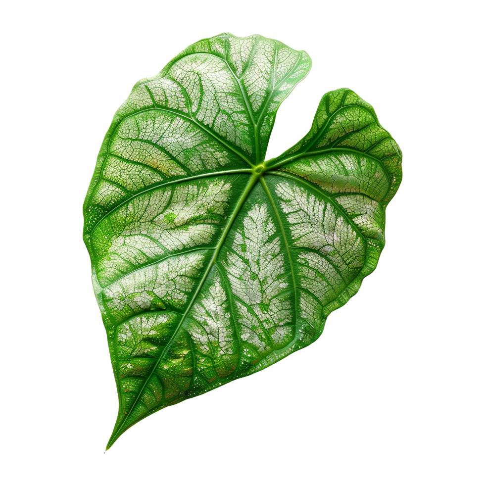 AI generated Caladium leaf isolated on transparent background png
