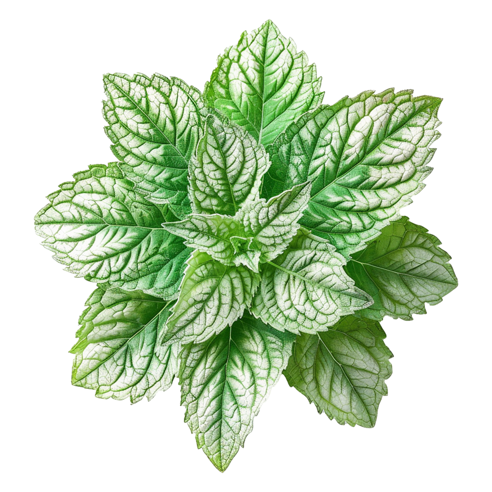 AI generated Top viwe peppermint isolate on transparent background png