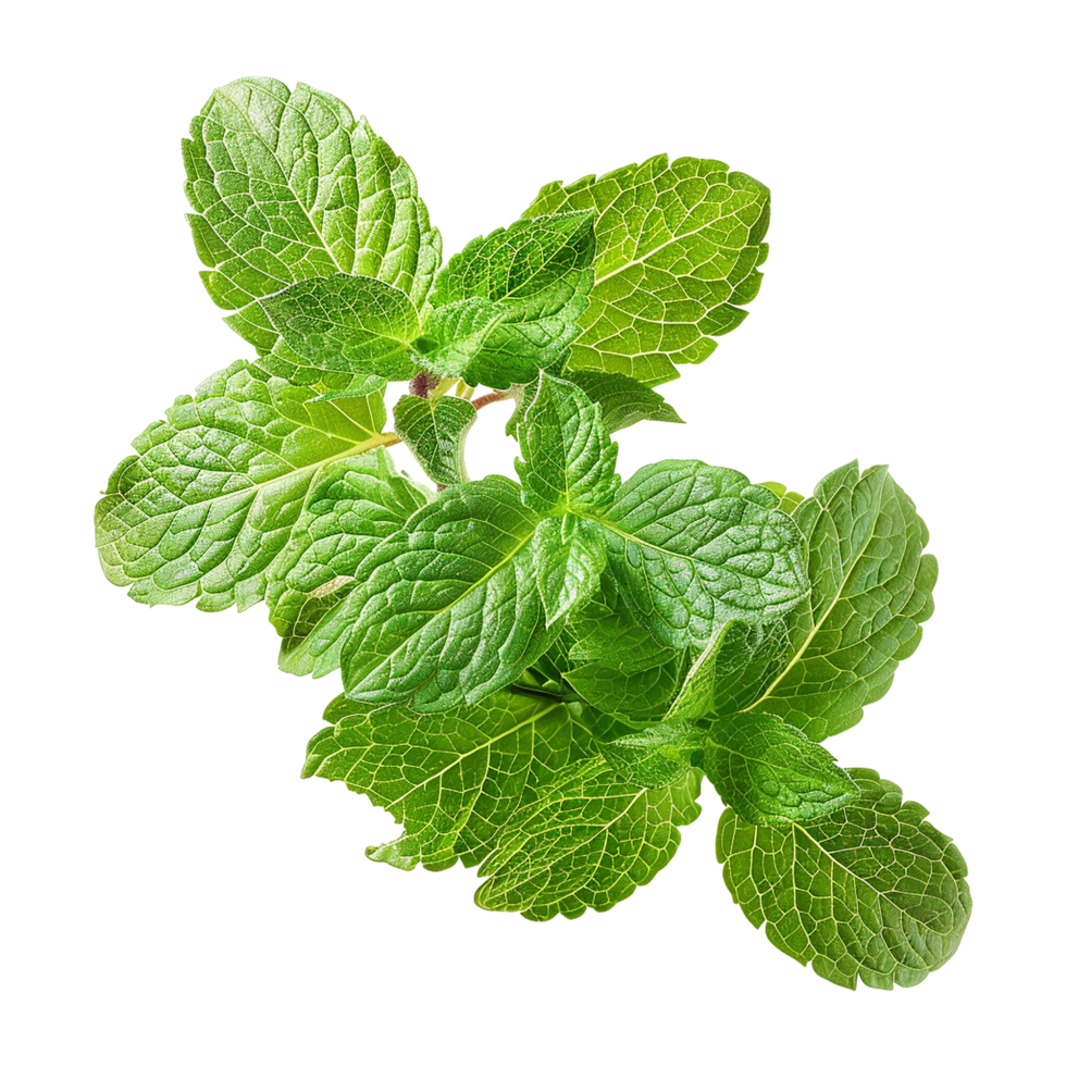 AI generated Top viwe peppermint isolate on transparent background png