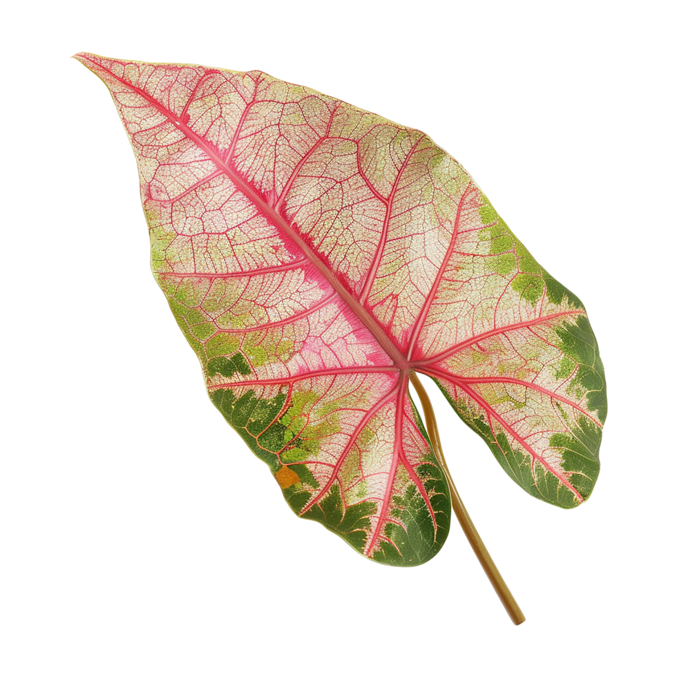 AI generated Caladium leaf isolated on transparent background png